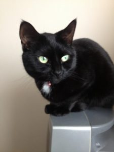 Geri - a cat for rehoming