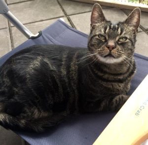 Tabby - a cat for rehoming