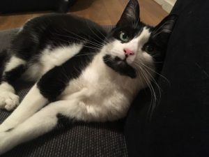 Shelby - a lost cat from Ware
