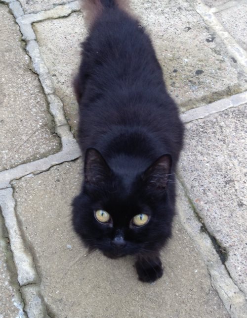 National Black Cat Day – Rescuing and Rehoming in East Hertfordshire