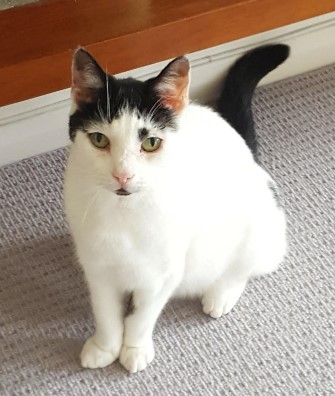 Rocky, a cat looking for a new home