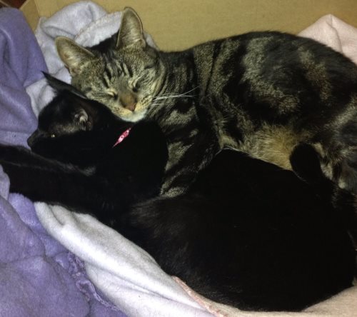 Tabby and Geri - cats for rehoming