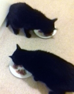 Jack and Jill - two sponsored cats