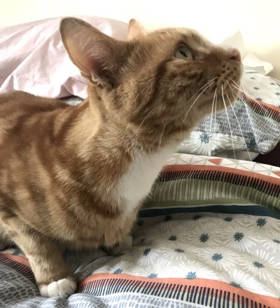 Rusty - a cat for rehoming