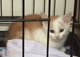 Leo - a kitten for adoption