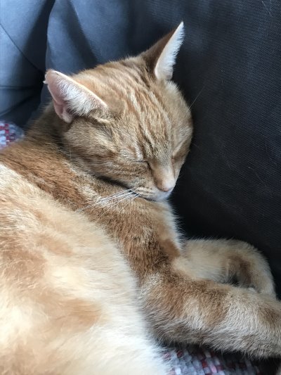 Otis - a cat for rehoming