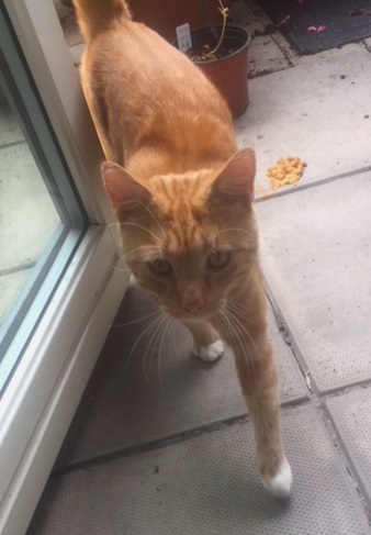 Rusty - a cat for rehoming