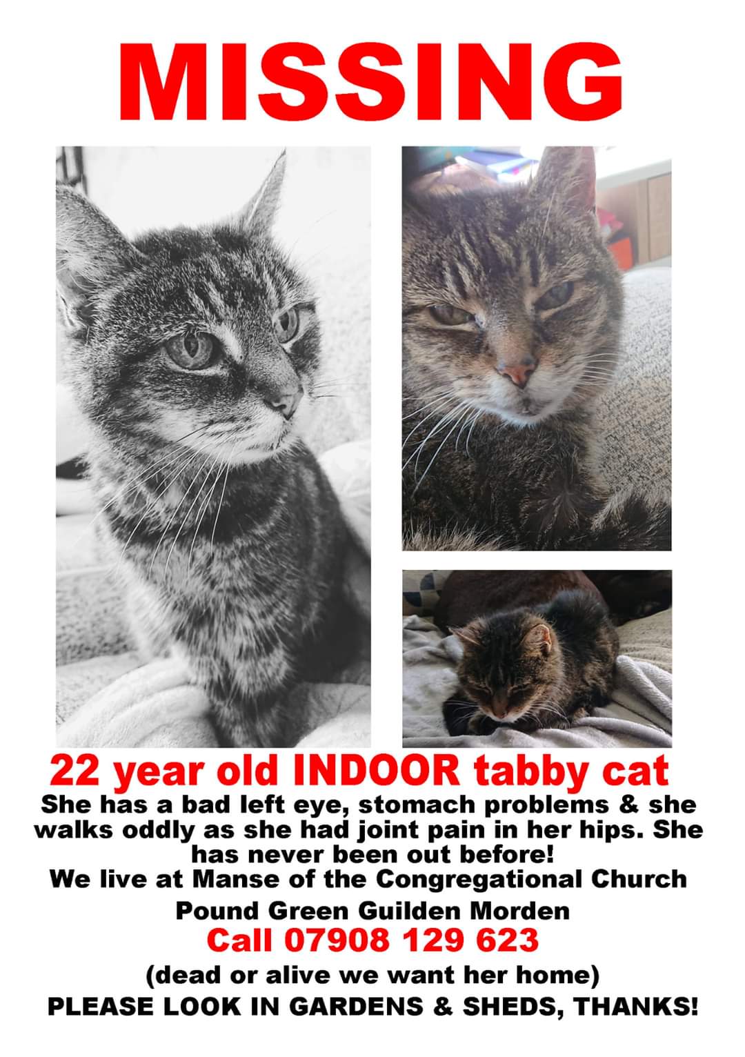 Post lost cat hot sale