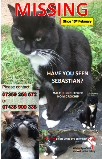 Sebastian - a missing cat