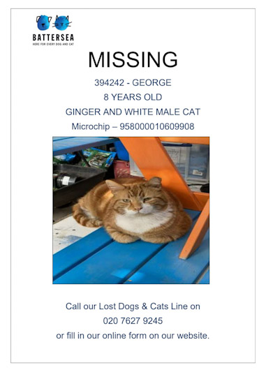 Missing cat website 2025